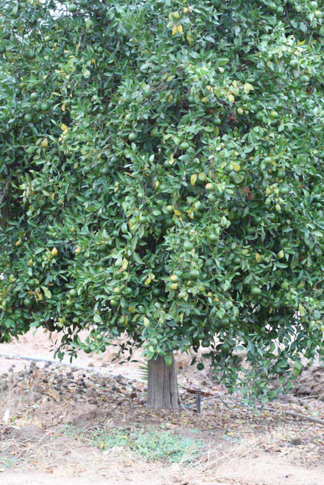            Habit (Riverside, CA)   